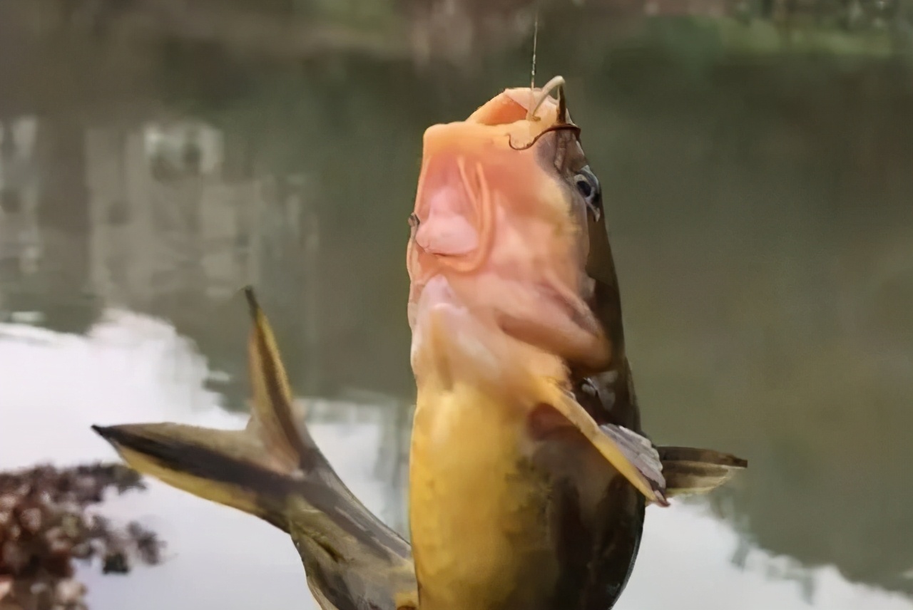 秋冬黄颡头鱼怎么钓,黄颡饵料可以钓什么鱼