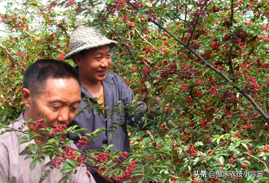 怎样种植花椒成活率高,花椒树怎样种植最好
