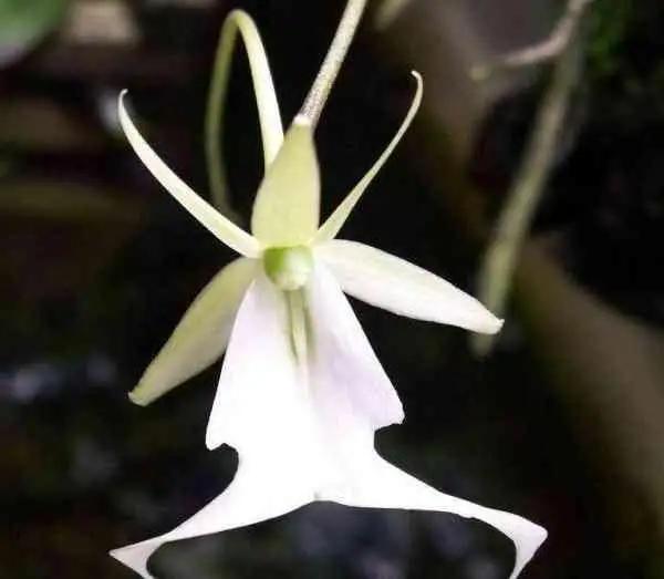 世界上最贵的兰花是多少钱,最贵的兰花价格排行榜前十名