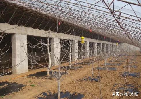 樱桃小柿子温室大棚高产栽培技术,温室大棚一根棍樱桃栽培模式