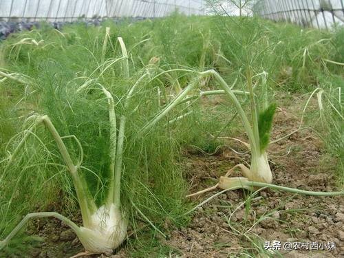 茴香种植技术和时间,大茴香的种植方法与时间