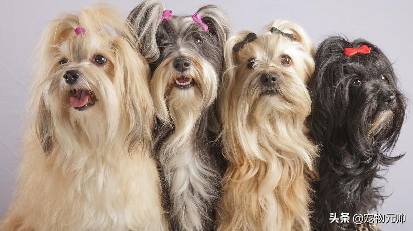 可爱的小型犬,可爱好养的小型犬