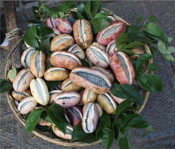 有几种特殊的水果你见过几个,这些精品水果你吃过几种