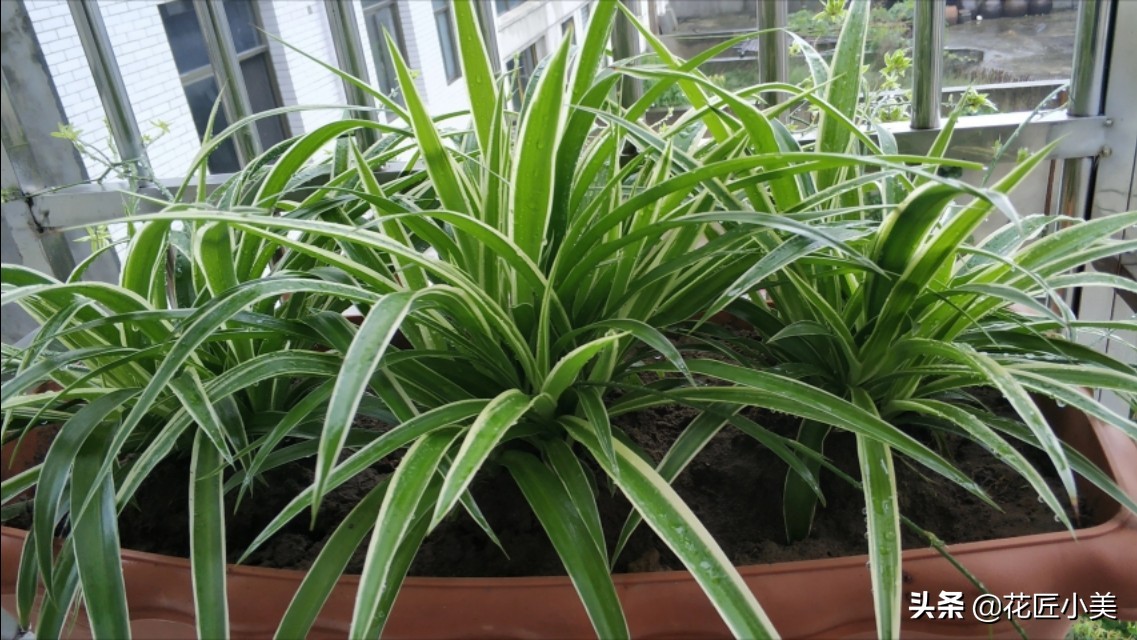 吊兰叶片少不长新叶片是什么原因,吊兰不长藤条怎么回事