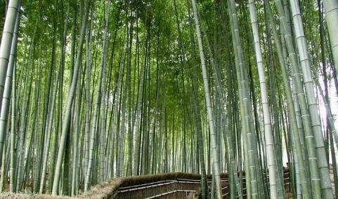 珠海有一个面积最大的观竹景区，,也是珠海最佳的氧吧