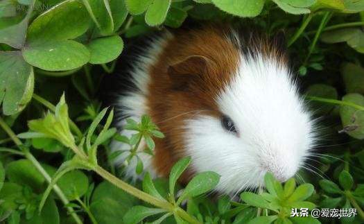 豚鼠和仓鼠哪个好,豚鼠和仓鼠哪个更干净