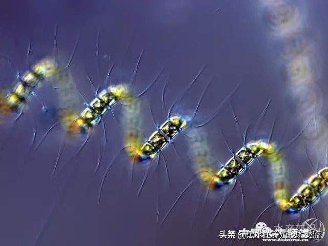 水产藻类大全图片,水产藻类知识大全