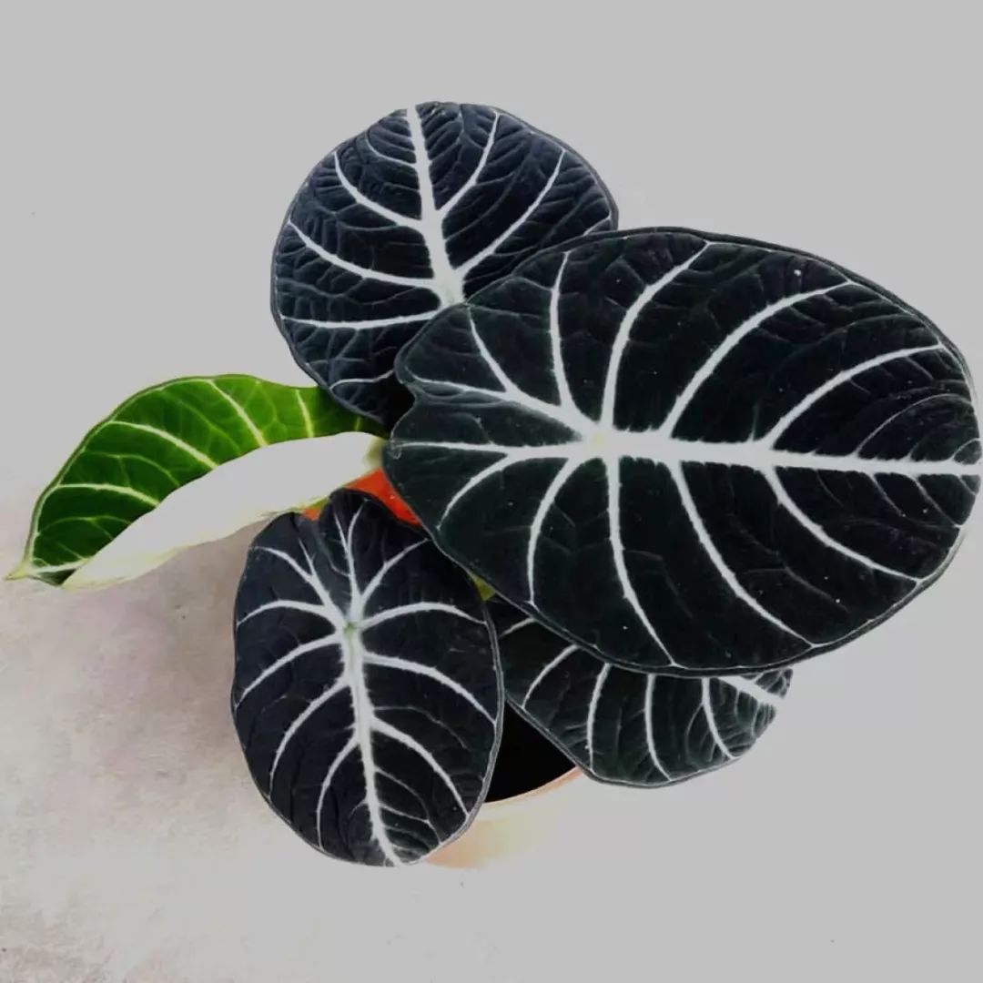 94种常见唯美观叶植物,会开花的绿色硬叶植物