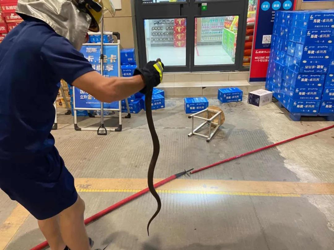 湖南惊现巨型眼镜蛇,惊现巨型眼镜蛇