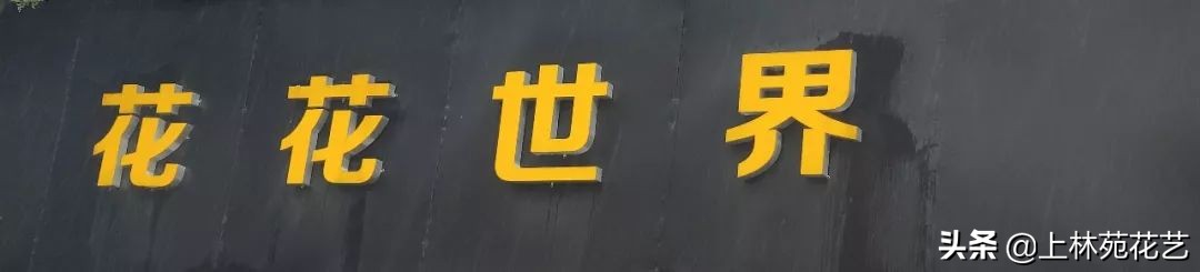 西安新年鲜花批发,西安鲜花店批发进货渠道