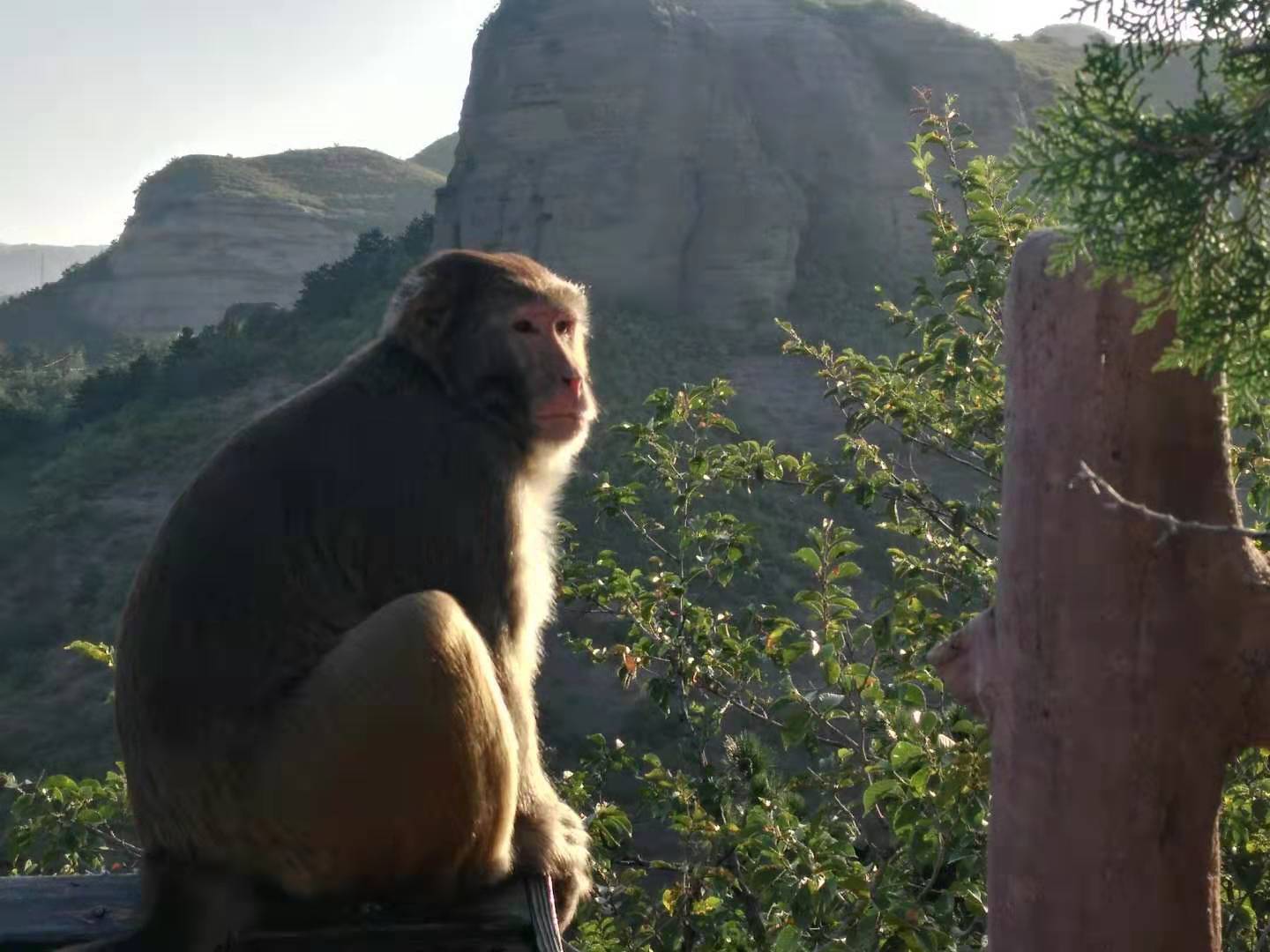最好爬、闹市区、景色奇、有野猴—野游户外-5