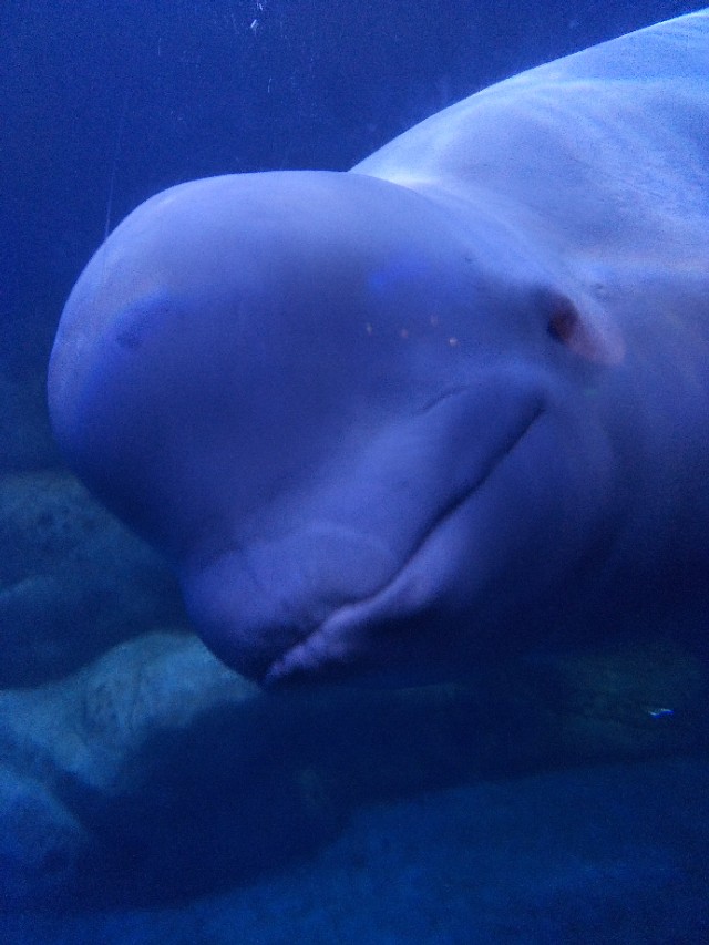 抚顺皇家海洋乐园冲浪馆图片,抚顺皇家极地海洋乐园视频
