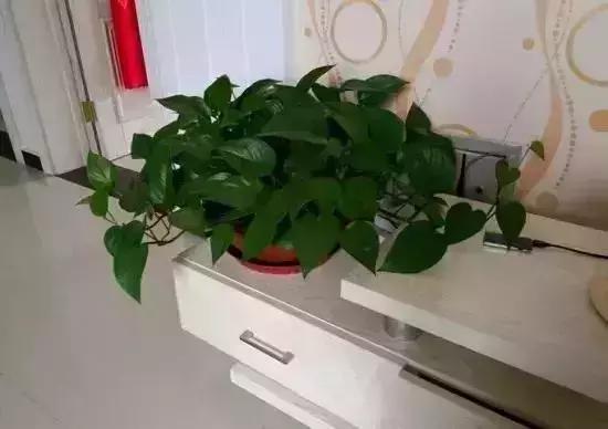 客厅吸附甲醛植物,客厅适合摆什么植物又可以去甲醛