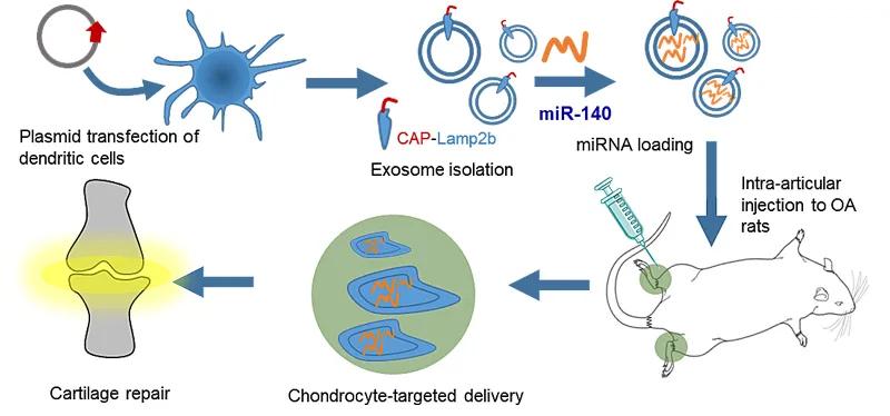 外泌体靶向细胞再生疗法,外泌体靶向药