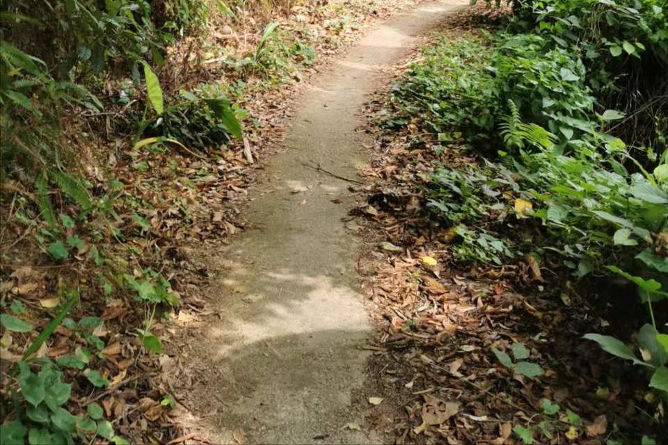 稻花飘香，柿柿如意——从化上罗村秋日拾趣