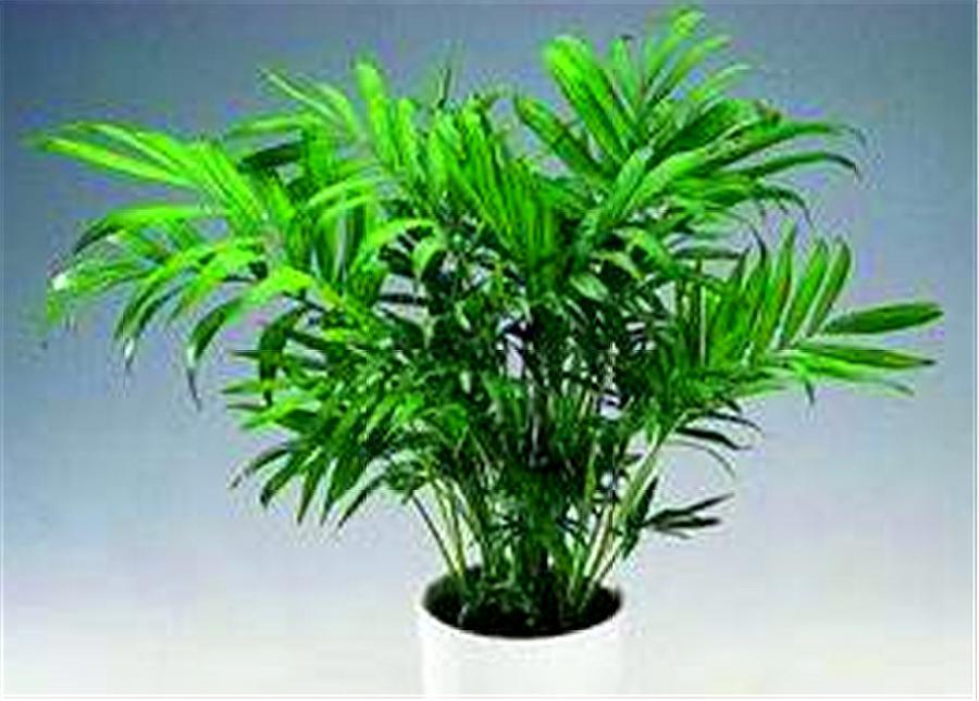 袖珍椰子怎么养大盆,室内袖珍椰子的养殖方法