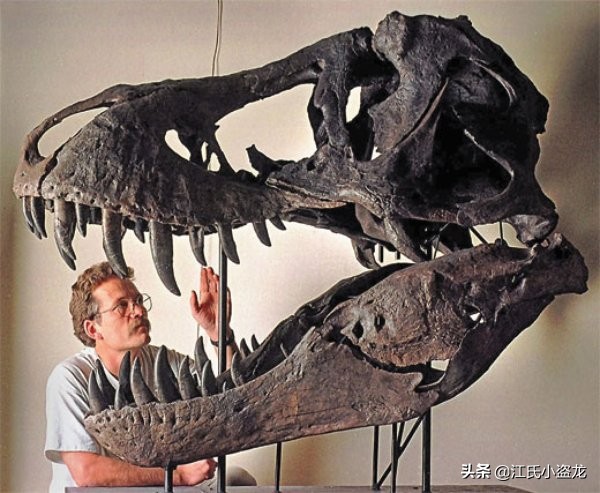最珍贵的恐龙化石拍卖几十亿,史上最巨型恐龙