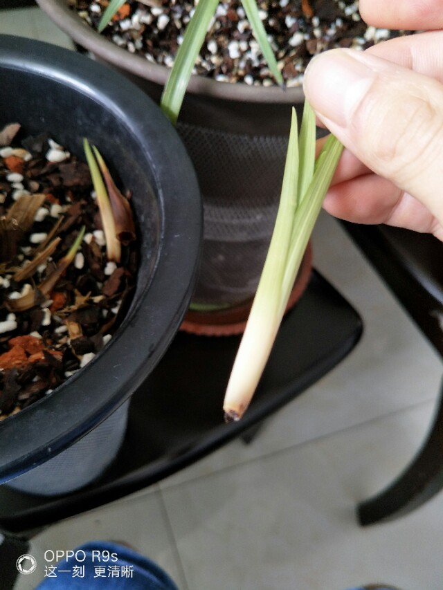 如何让兰花安全度过夏天,怎么让兰花不得茎腐