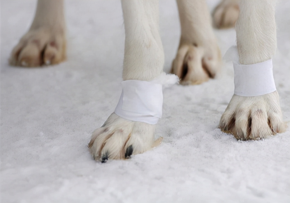 狗狗突然腿瘸是怎么回事能自愈吗,狗狗腿突然瘸了不落地吃什么药