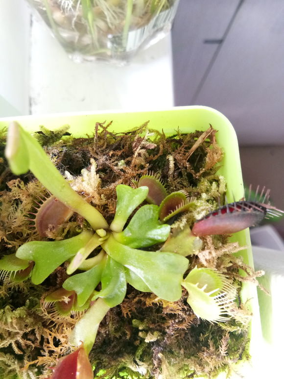 捕蝇草夹子变黑是怎么回事,捕蝇草夹子变黑变干怎么办