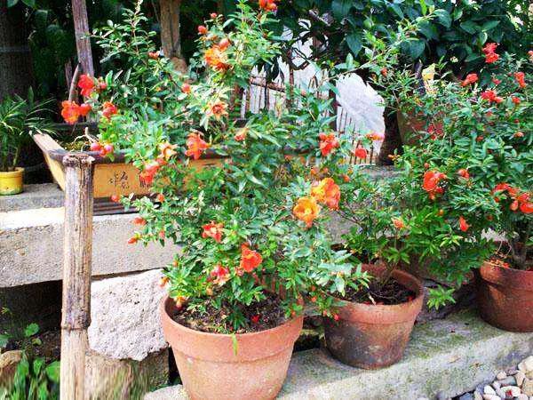 盆景石榴只开花不结果怎么回事,石榴盆景不发芽怎么办