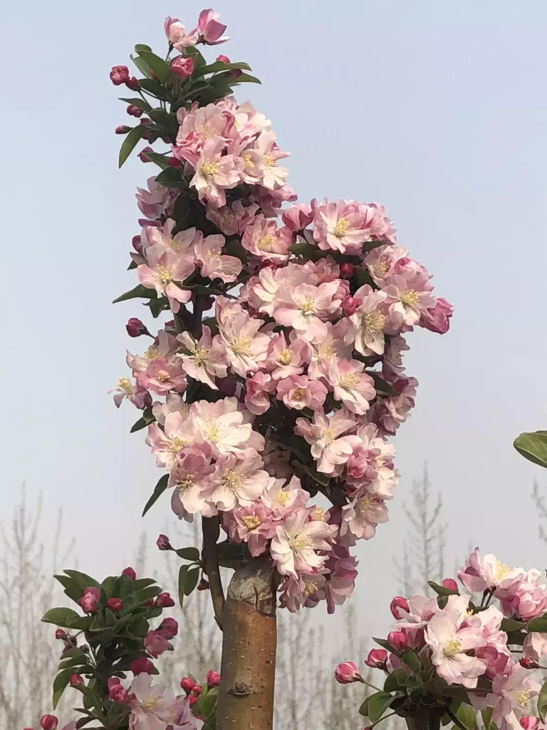 清明踏青好去处邯郸,清明假期旅游必备