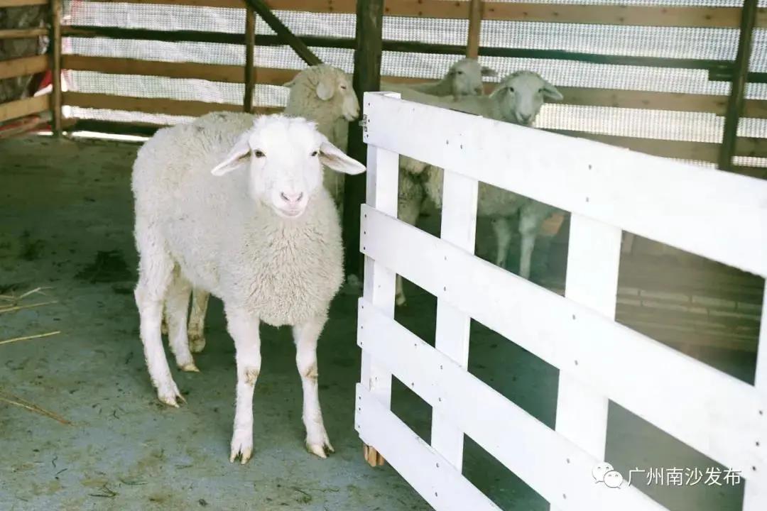 广州现在花开的季节,广州现在什么花开了