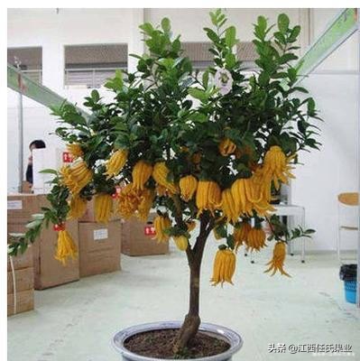 佛手柑资料,佛手柑的药用价值和市场前景