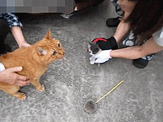 引擎盖里钻进一只猫,引擎盖进猫怎么解决