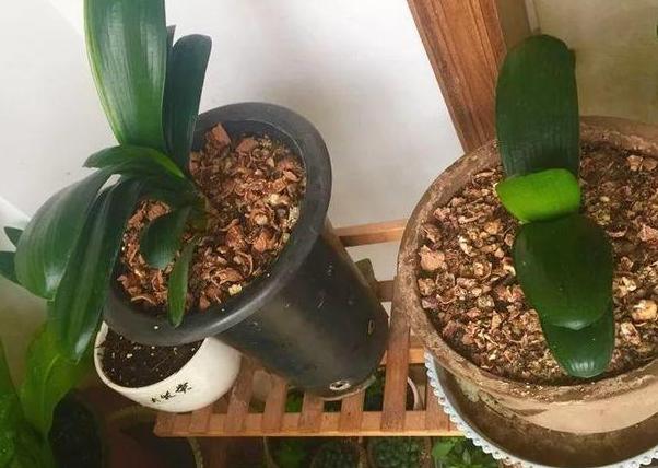 家庭盆栽土壤不透气怎么办？核桃壳、瓜子皮一用，烂根问题不在