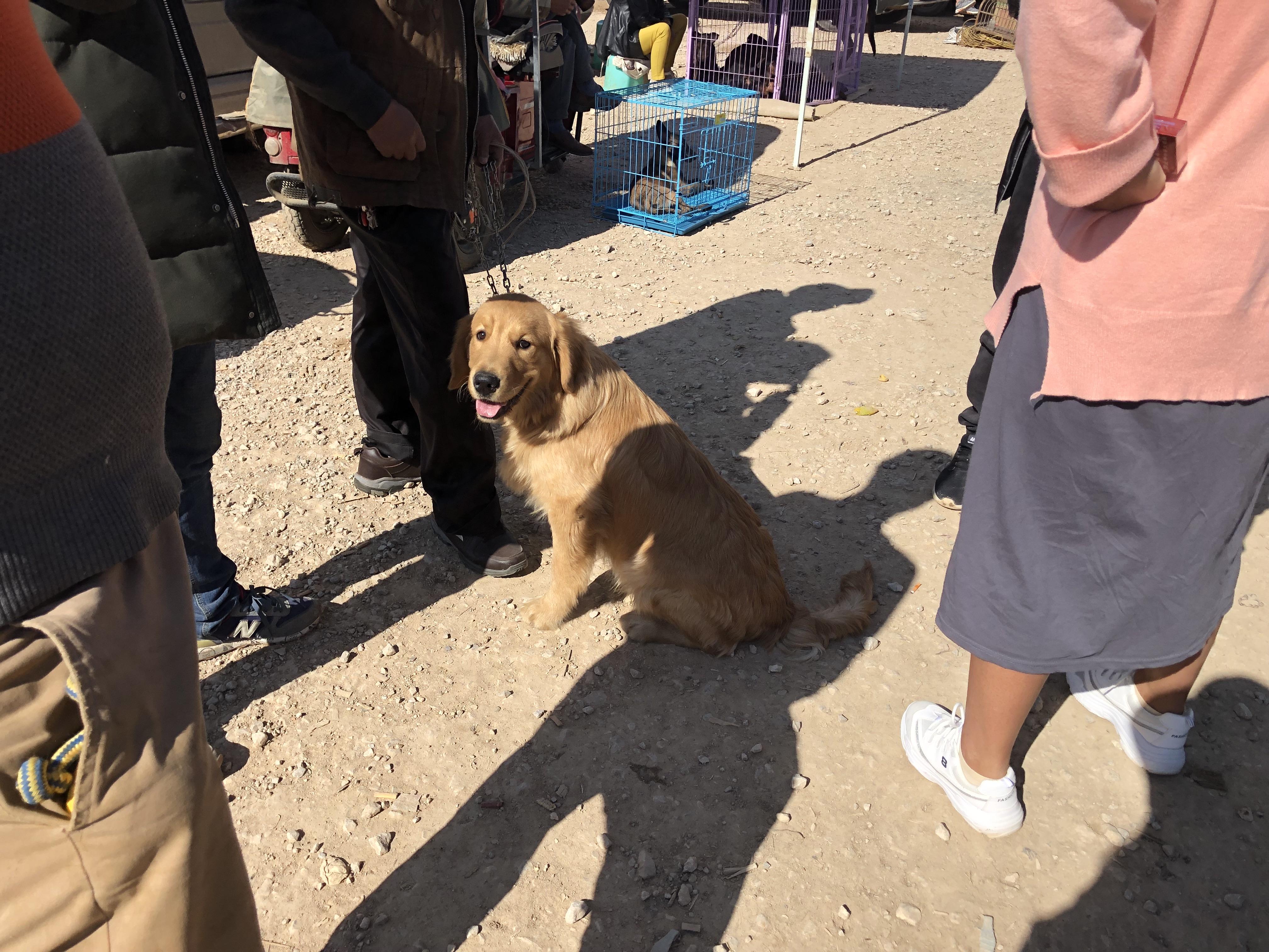 男子出售狗,去狗市场买金毛犬400块钱