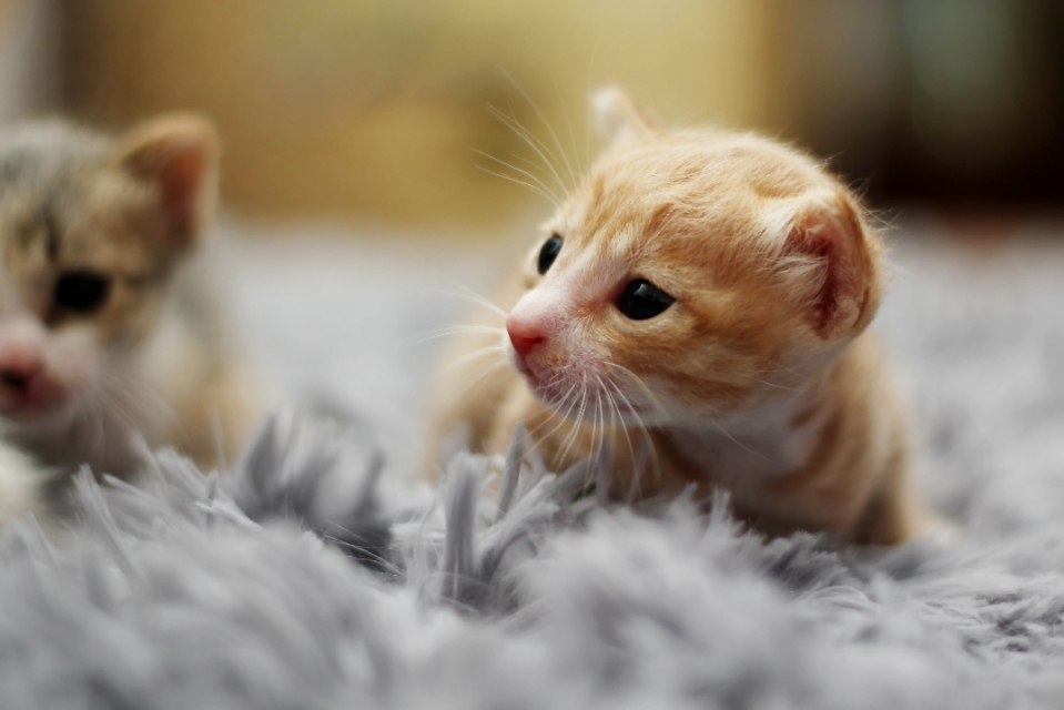 网上买宠物猫靠不靠谱,猫咪套路猫奴的方法