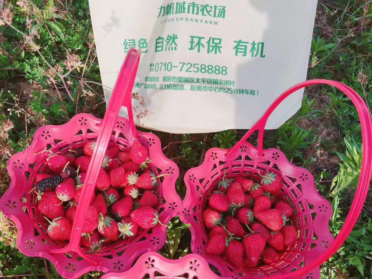 野趣大自然亲子农场攻略一日游,周末驾到