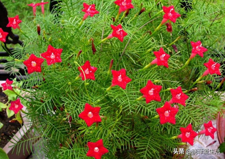 爬墙种植物大全,爬墙类绿植家种