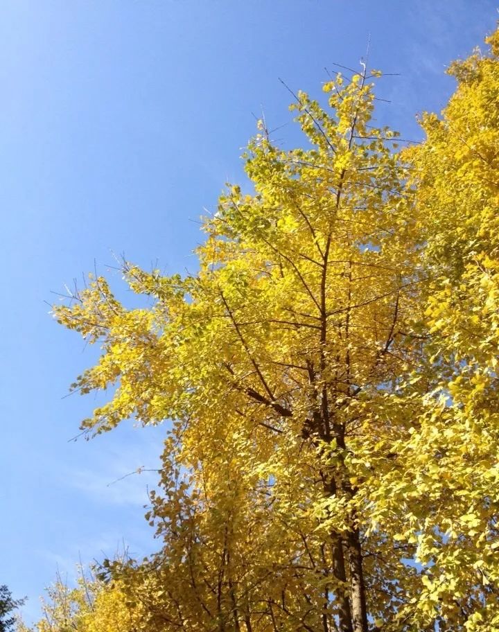 温州银杏哪里最美,温州秋冬的银杏树确实美