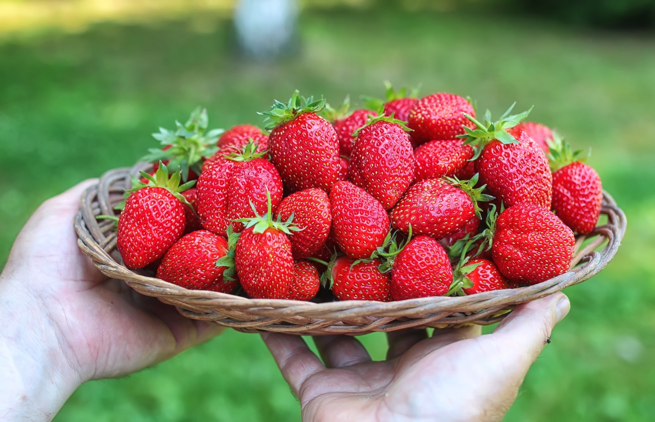 草莓栽培技术病害咨询,草莓种植怎么防止草莓烂果