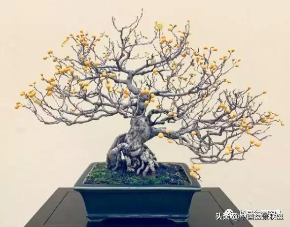 日本盆景巨匠木村正彦作品全程 (木村正彦盆景作品)