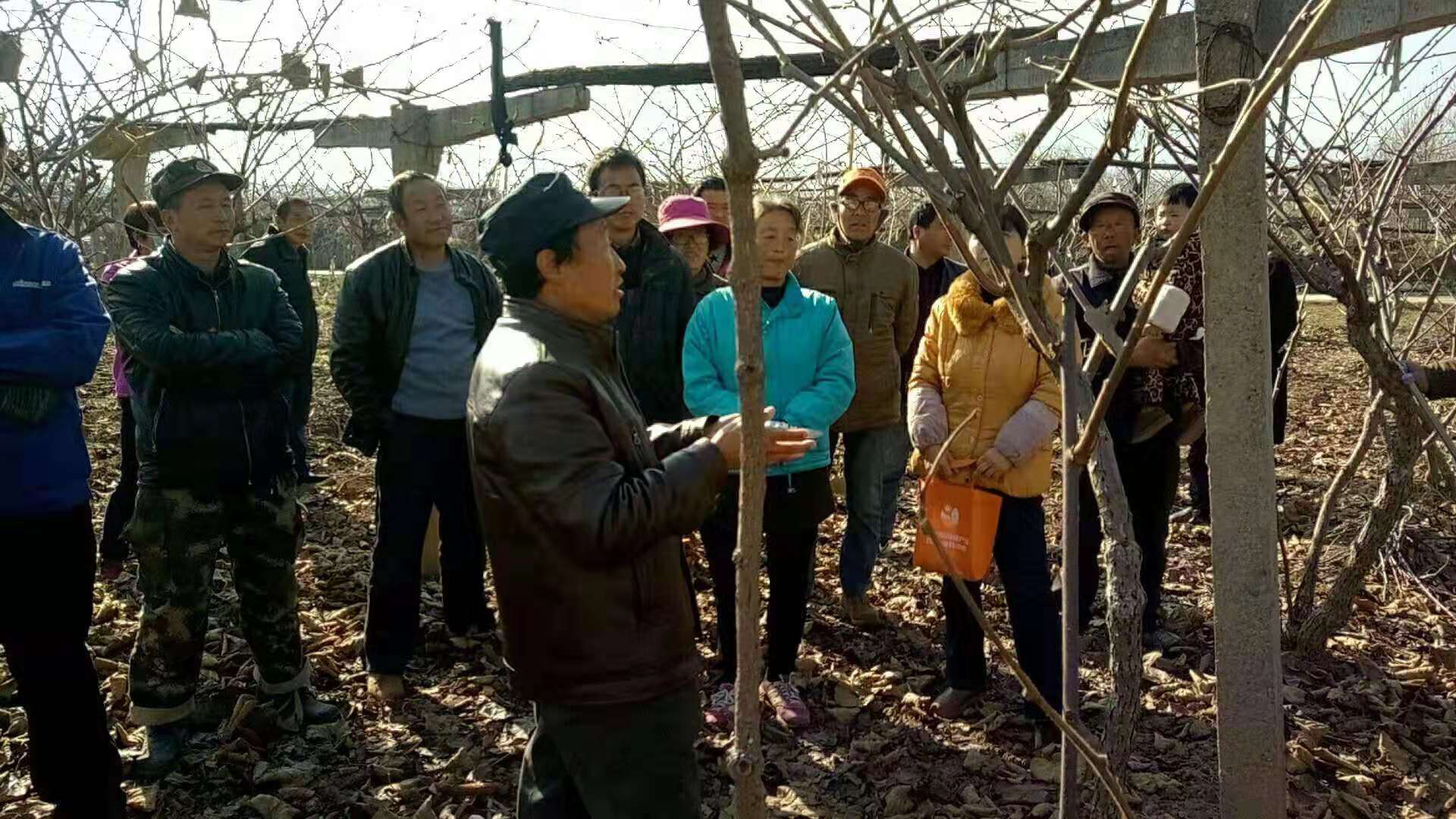 猕猴桃冬季修剪需注意的4个问题,吕岩猕猴桃冬季修剪视频