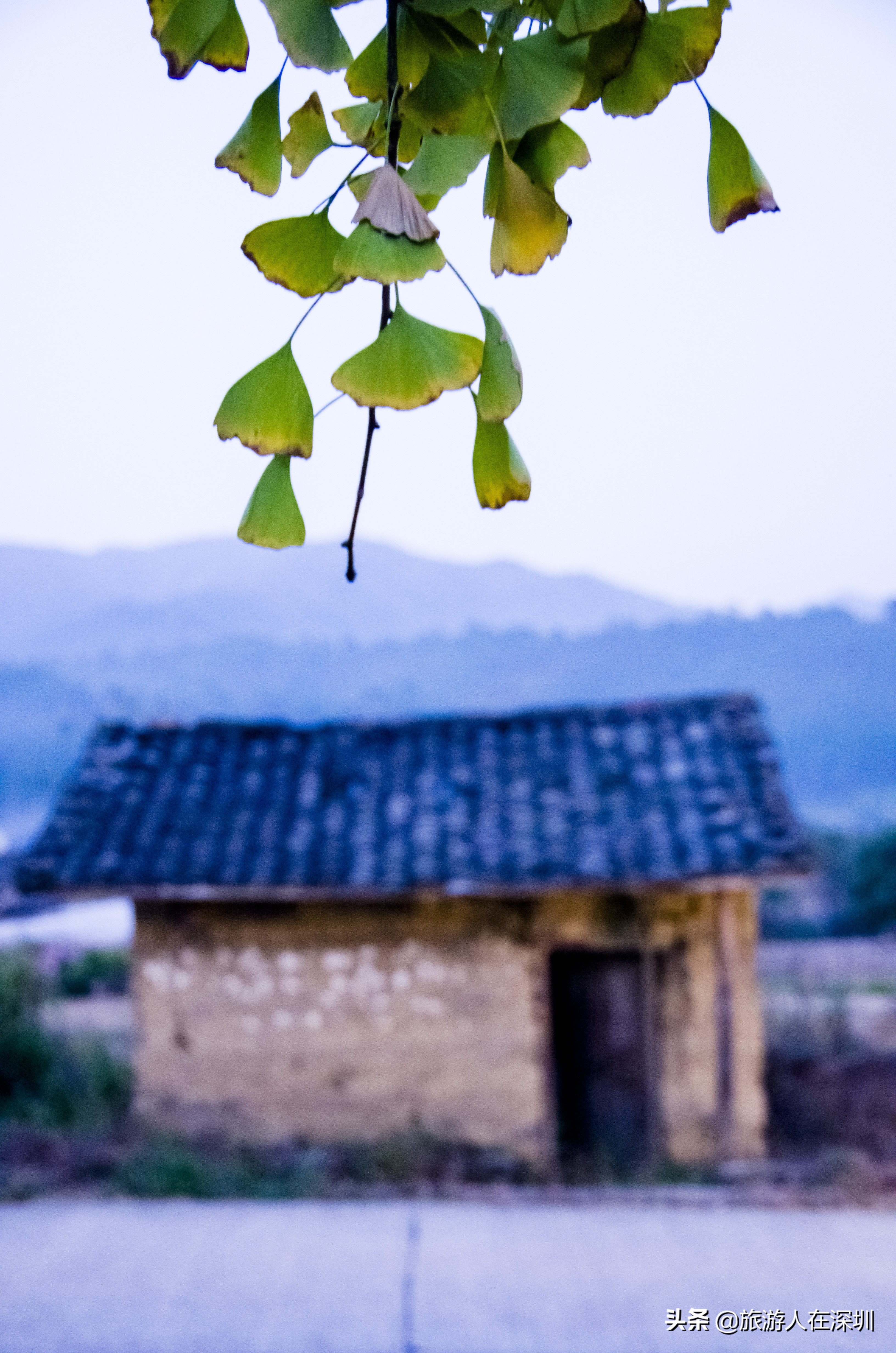 南雄看银杏一日游,去南雄看银杏叶哪里好看点