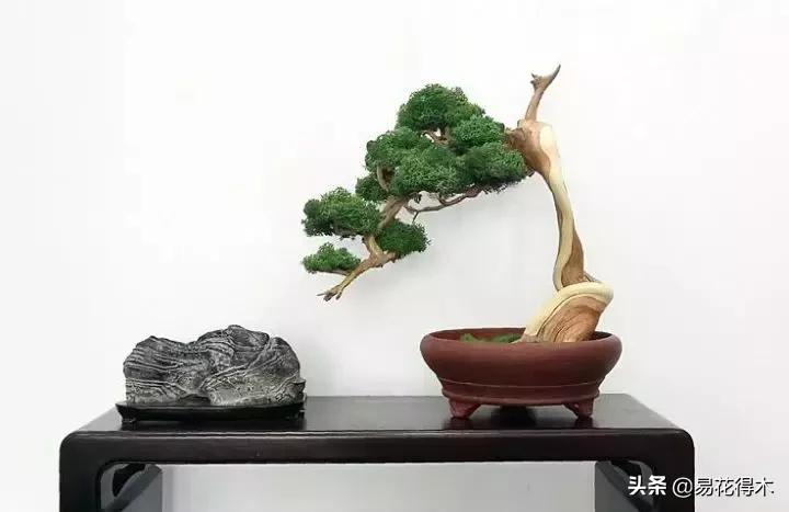 购买花卉遇到哪些坑,购买花卉盆景如何避免被骗