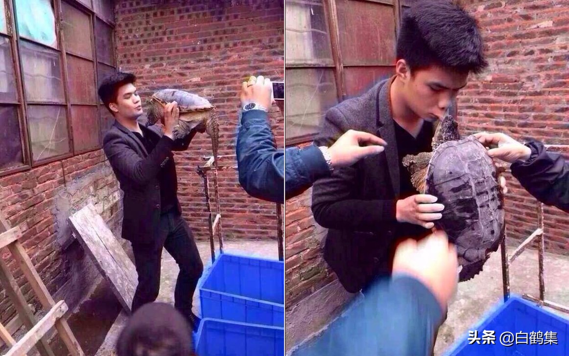 狼青狗图片大全,狼青狗的图片