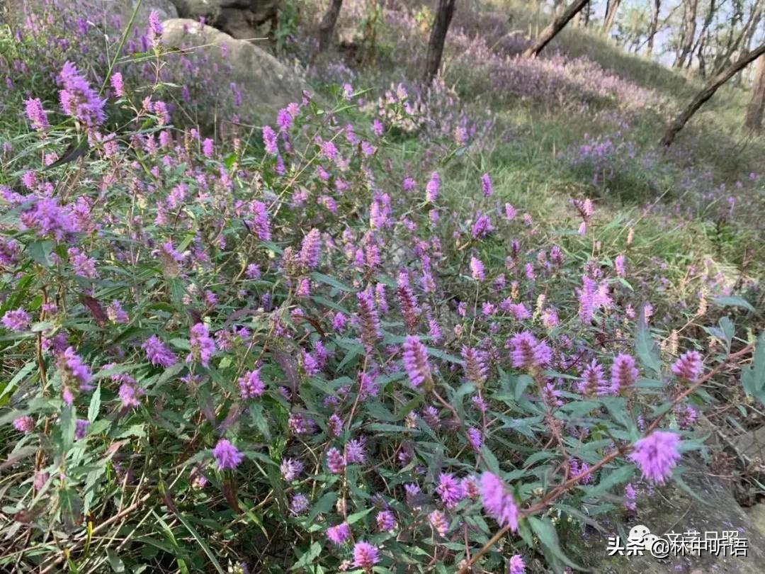 五莲县灵公山阴,“皮胡骚”!还发现了?