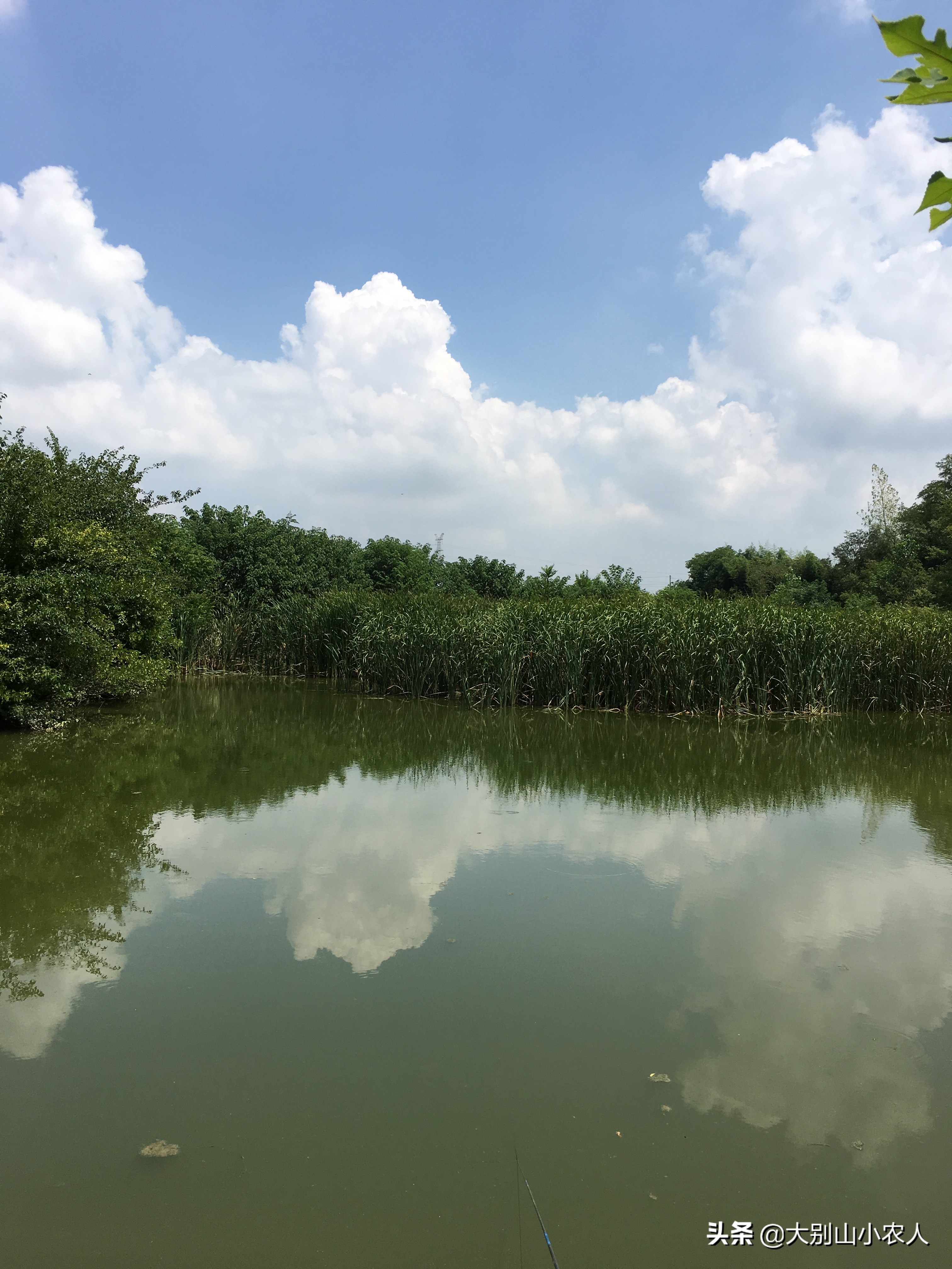雨后水体浑浊适合钓鲢鳙吗,水体肥怎么钓鲢鳙