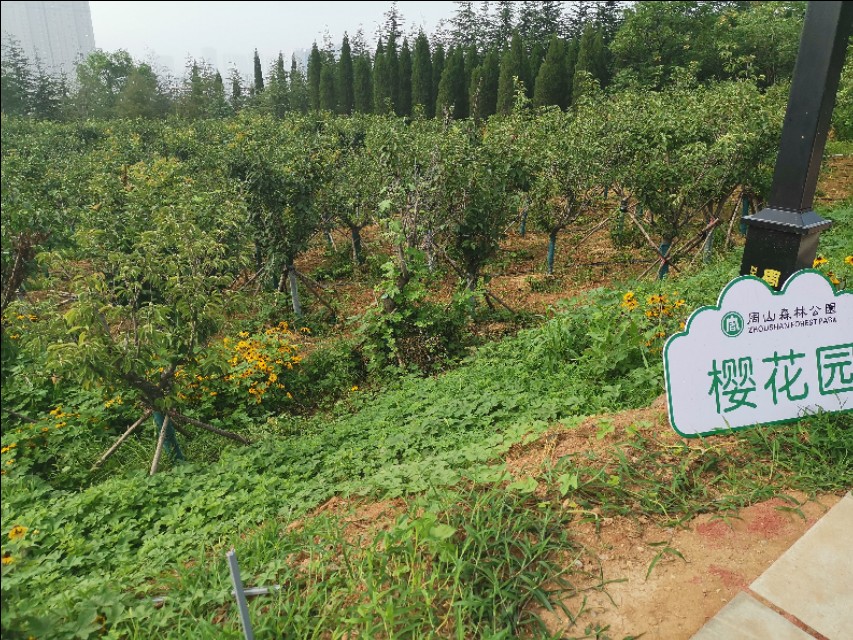 周山森林体育公园,周山公园都有什么运动