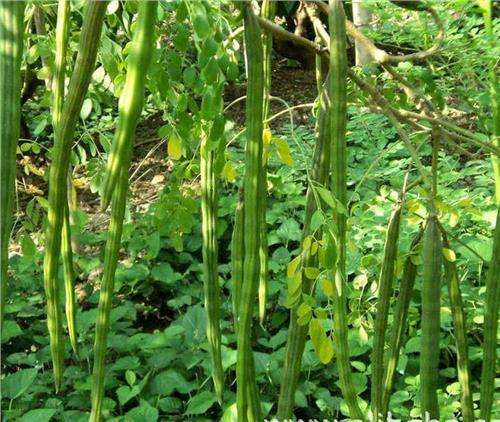 价值不输人参，曾受市场热捧，如今销声匿迹，用于榨油90元一斤