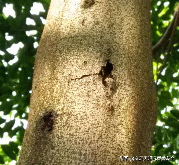 沉香虫漏香是什么原因,虫漏香真假区分