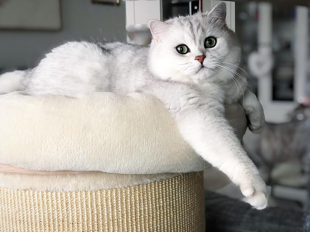 当猫咪呕吐时,猫咪出现呕吐的症状是怎么回事