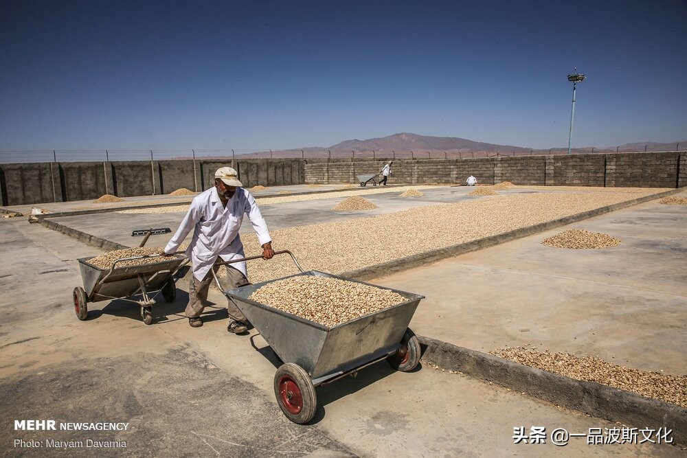 伊朗开心果脆,伊朗特产水果干果