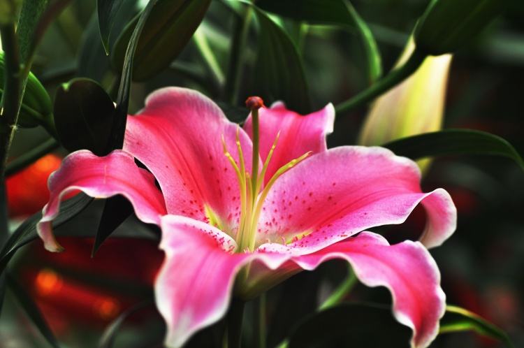 百合病有什么危害和症状图片大全,百合病害如何治疗好得快一点