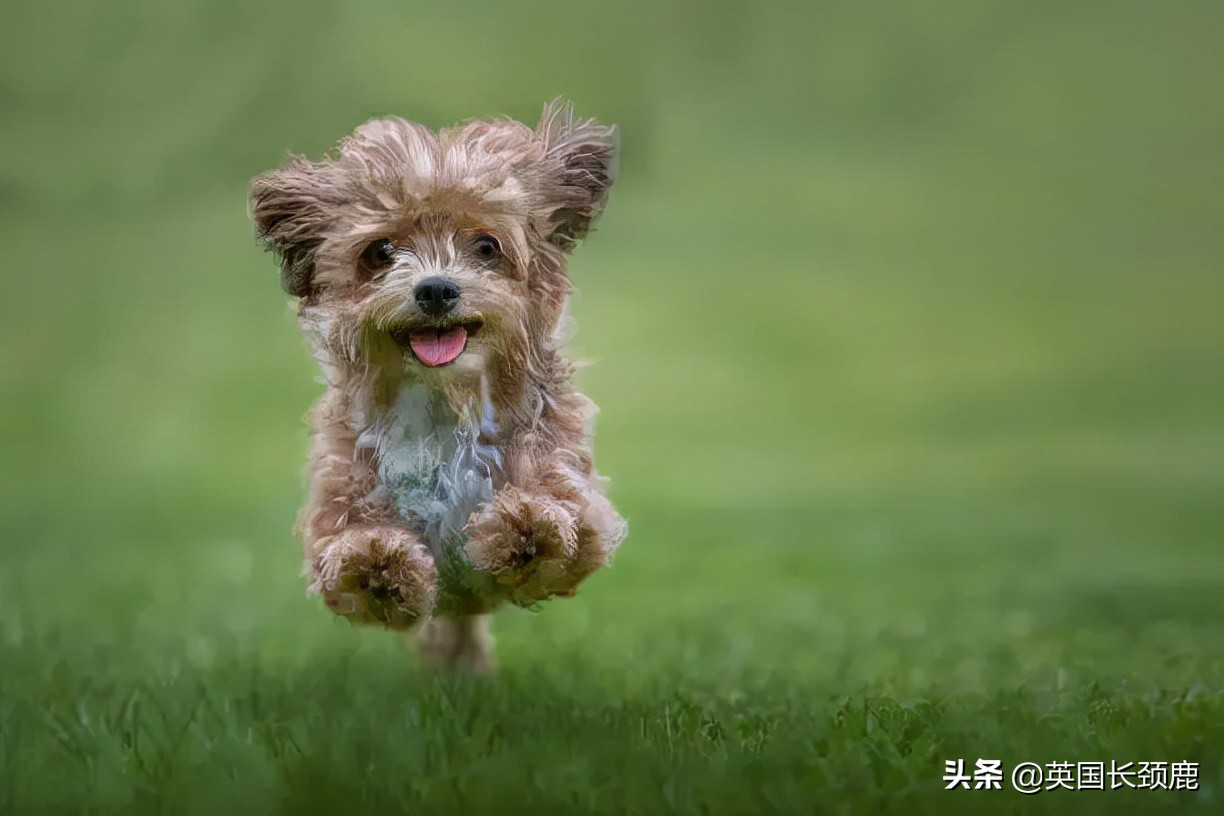 羊驼专治什么病,羊驼治愈厌食症